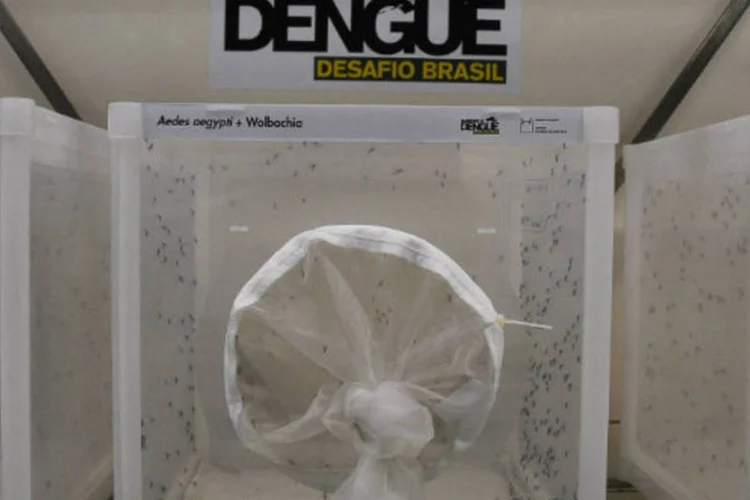 
	Projeto da Funca&ccedil;&atilde;o Oswaldo Cruz que testa m&eacute;todo de controle da dengue
 (Tânia Rêgo/ABr)