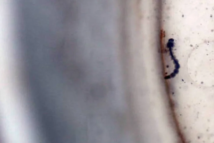 
	Lava do mosquito Aedes Aegypti, transmissor da dengue: Campinas j&aacute; registrou 14 mil casos de dengue&nbsp;tipo 1 s&oacute; este ano
 (Joe Raedle)