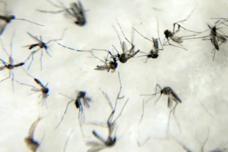 
	Mosquitos da dengue (Aedes aegypti): em todo o estado, pelo menos duas pessoas j&aacute; morreram por dengue este ano
 (Fábio Rodrigues Pozzebom/ABr)
