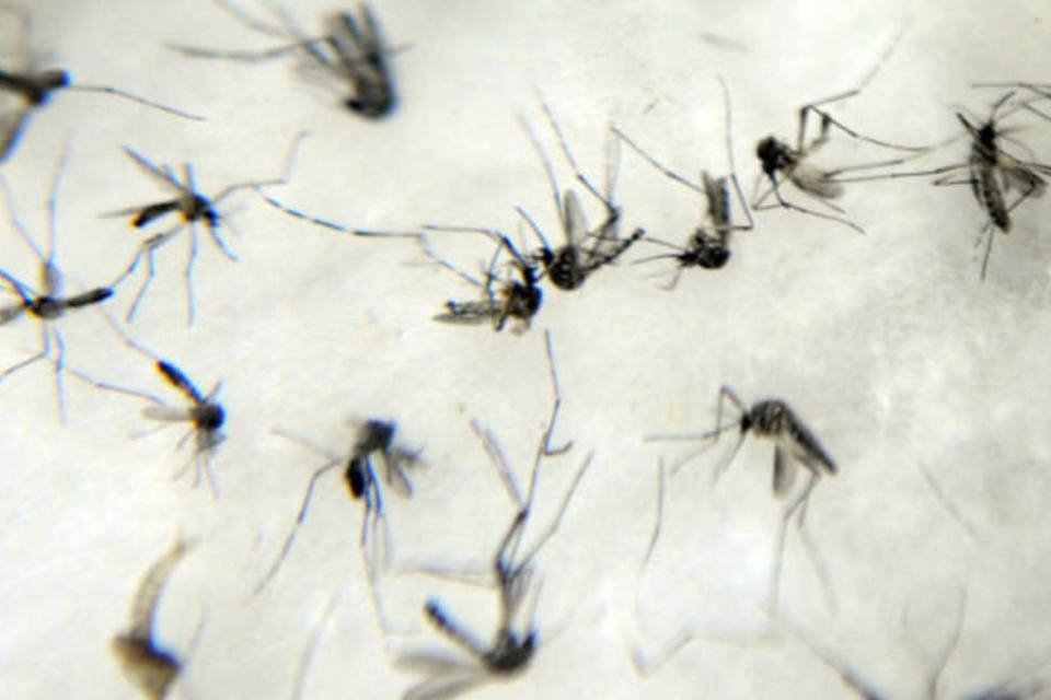 Casos de dengue mais que triplicam na capital paulista