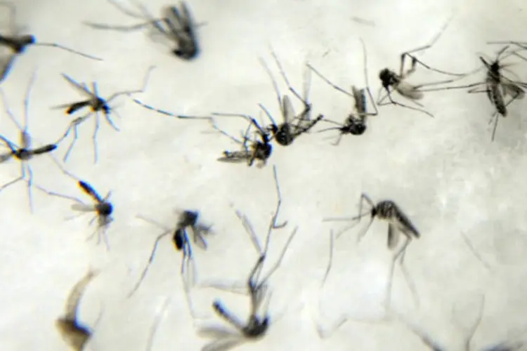 
	Mosquitos da dengue: Minist&eacute;rio da Sa&uacute;de registrou at&eacute; 7 de mar&ccedil;o, 224,1 mil casos de dengue no pa&iacute;
 (Fábio Rodrigues Pozzebom/ABr)