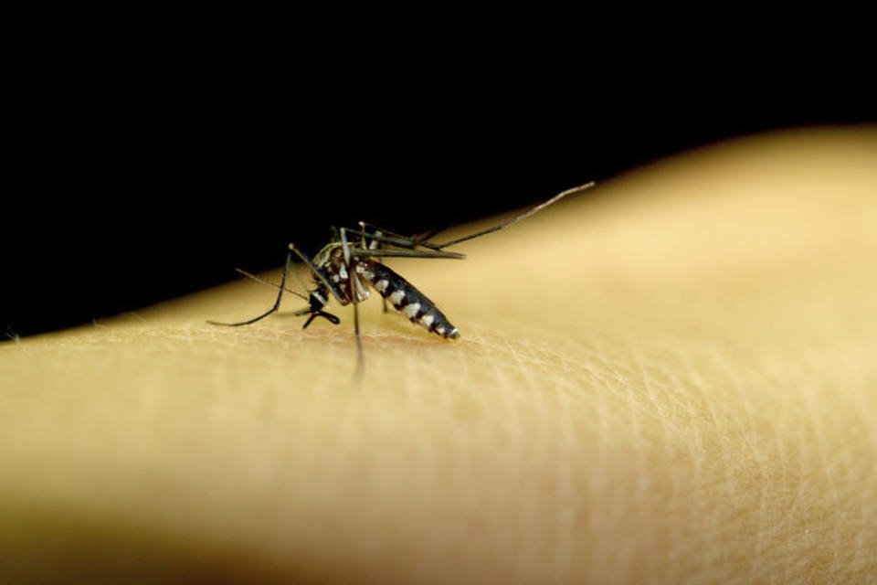 Dilma lança plano de combate ao Aedes aegypti