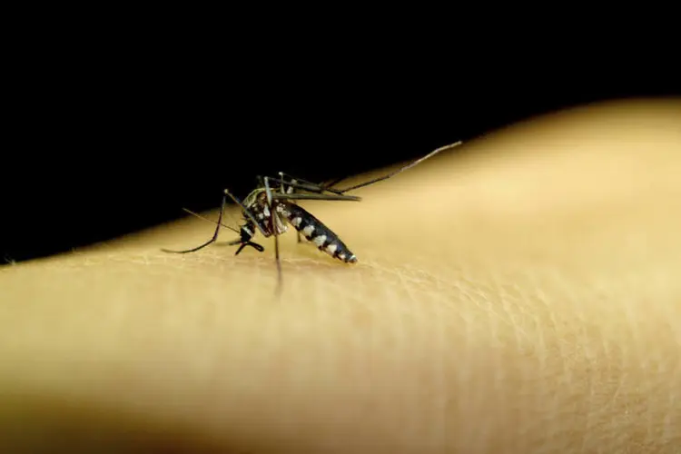
	Dengue: segundo o prefeito, as resid&ecirc;ncias representam 80% dos focos de dengue na capital
 (Thinkstock)