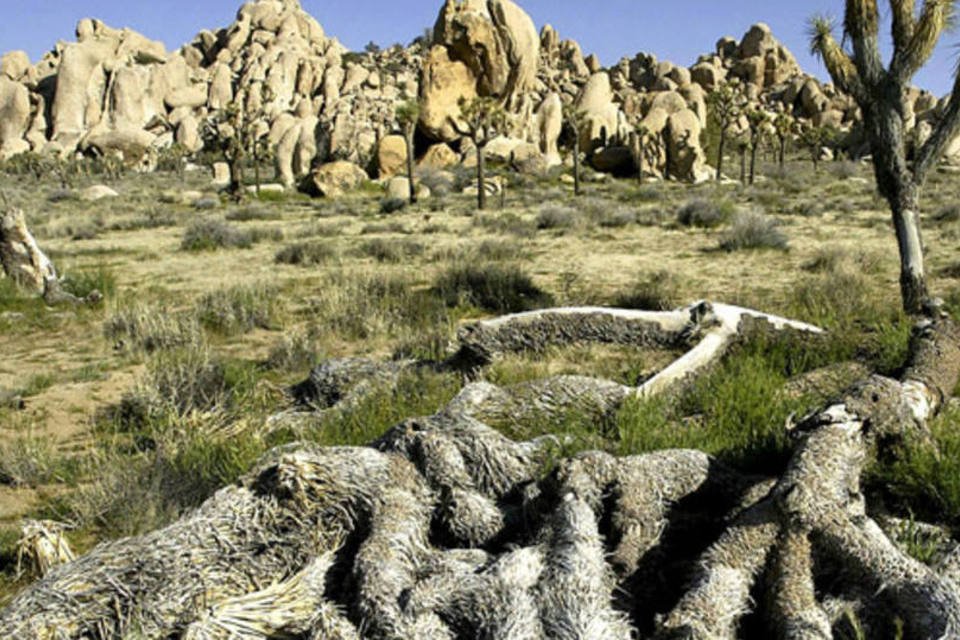 Deserto de Mojave, na Califórnia: discórdia entre os defensores do meio ambiente (David McNew/Getty Images)