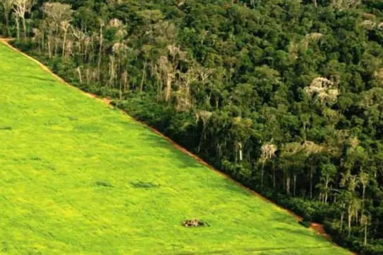 Projeto de reforma do Código Florestal deve ir à votação ainda nesta quarta-feira (11) (Getty Images)