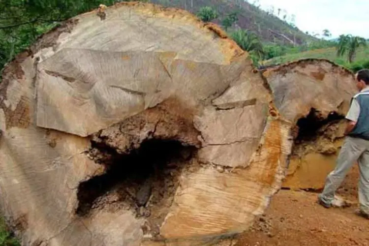 “Todo ano perdemos uma área de floresta do tamanho da Nicarágua”, alertou André de Freitas, diretor executivo do Conselho de Manejo Florestal (Ana Cotta/ CreativeCommons)
