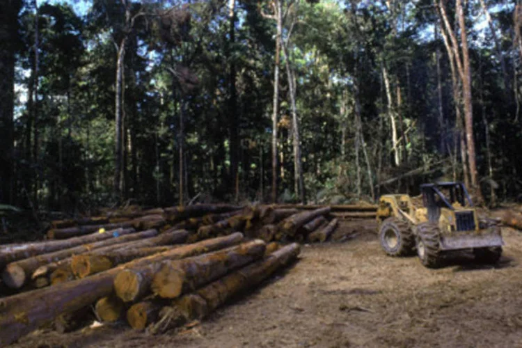 Extração de árvores para uso de madeireiras, na Floresta Amazônia (.)