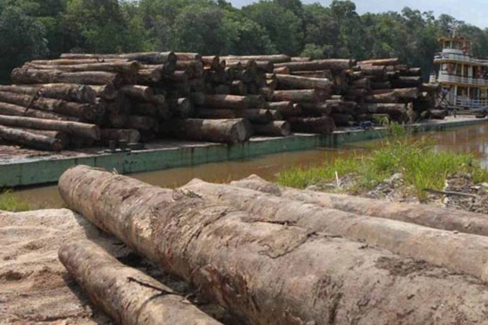 Na Amazônia Legal, 2,6 bilhões de árvores foram derrubadas