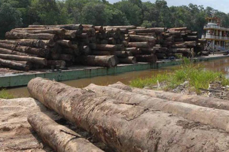 Obra do Minha Casa derruba mata nativa no Amazonas