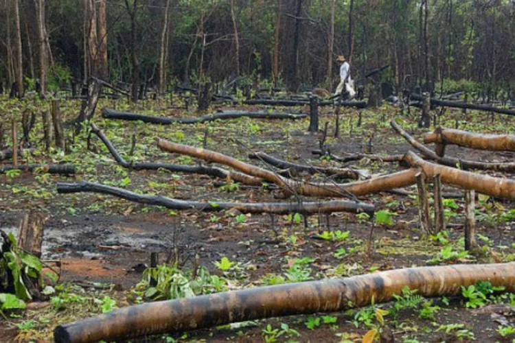 
	Desmatamento na Amaz&ocirc;nia: Destrui&ccedil;&atilde;o da floresta foi maior no Mato Grosso e Rond&ocirc;nia
 (Wev’s Bronw/Creative Commons)