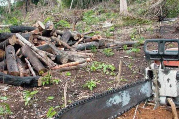 
	Desmatamento: Amaz&ocirc;nia teve cerca de 113 mil km2 de florestas regeneradas entre 2008 e 2012
 (Arquivo/Agência Brasil)