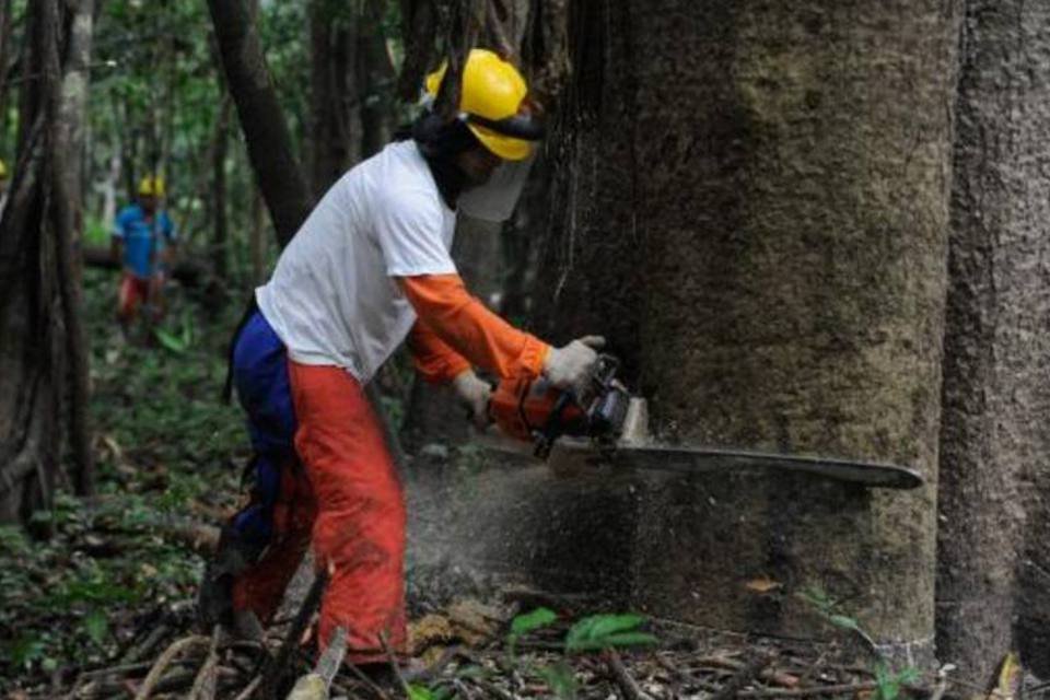 Taxa de desmatamento aumenta 29% em um ano na Amazônia Legal