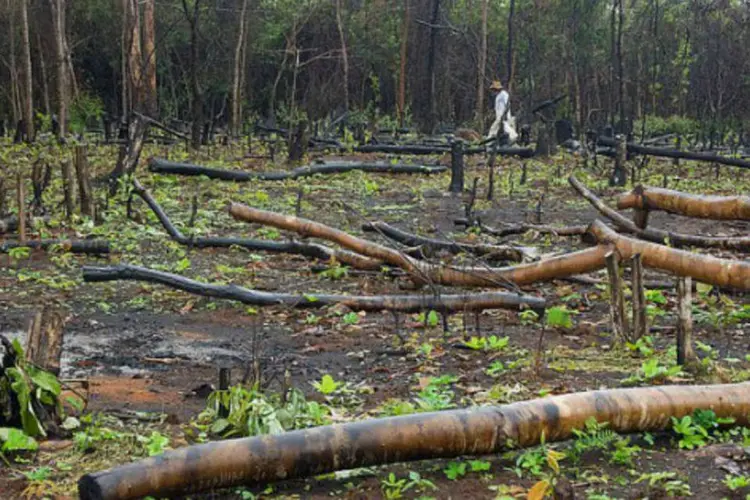 
	Desmatamento: apesar da queda do desmatamento da Amaz&ocirc;nia de 82% entre 2005 e 2014, sa regi&atilde;o ainda perde todo ano cerca de 5 mil km&sup2; de floresta
 (Wev’s Bronw/Creative Commons)