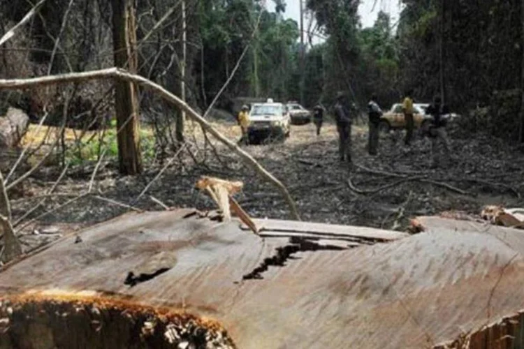 Membros do Instituto Chico Mendes encontram área de corte ilegal de árvores no Pará (Lunae Parracho/AFP)