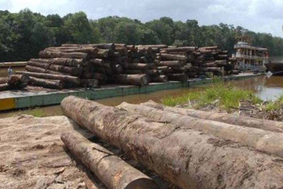 Indústria de árvores eleva exportações de celulose, diz Ibá