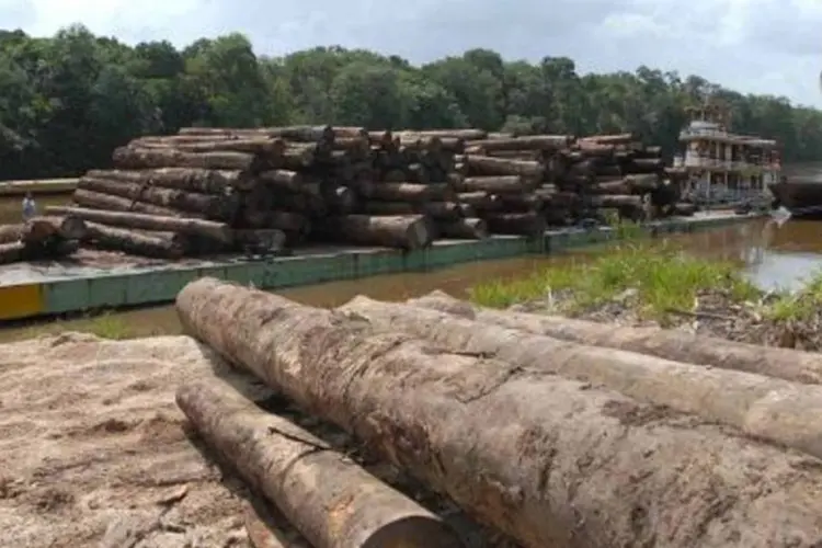 Extração de madeiras é uma das principais causas do desflorestamento na região (.)