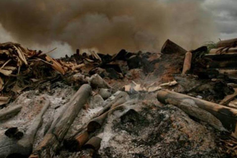 ONU: desmatamento teve queda, mas persiste