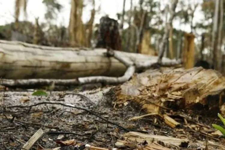 Um broto é visto no chão numa área da Floresta Amazônica que foi deflorestada para um assentamento ilegal próximo a Manaus (Amazonia Spress/Reuters)