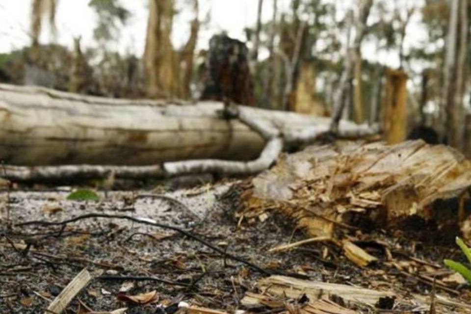 Emissões por desmatamento da Amazônia caem em 2011/12
