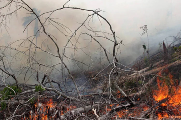 
	Queimadas desmatam uma floresta na Indon&eacute;sia: sistema promete ampliar de forma significativa a possibilidade de monitorar &aacute;reas vulner&aacute;veis a desmatamento
 (Dimas Ardian/Bloomberg)