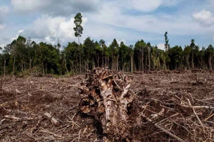 
	&Aacute;reas naturais: as perdas nas duas &uacute;ltimas d&eacute;cadas consistiram em uma &aacute;rea combinada de cerca de metade da vasta regi&atilde;o Amaz&ocirc;nica
 (Getty Images)