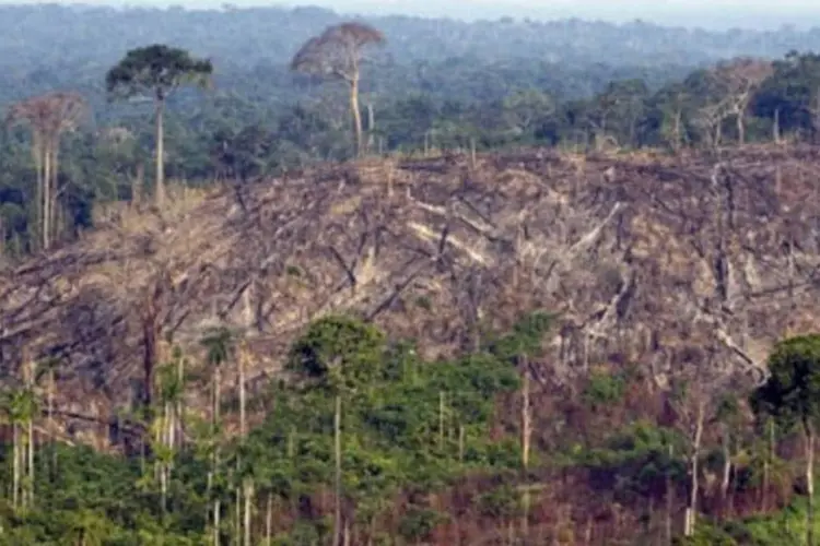 Brasil perdeu 165 mil km2 de área floresta, (3,6% do total no mundo) (.)