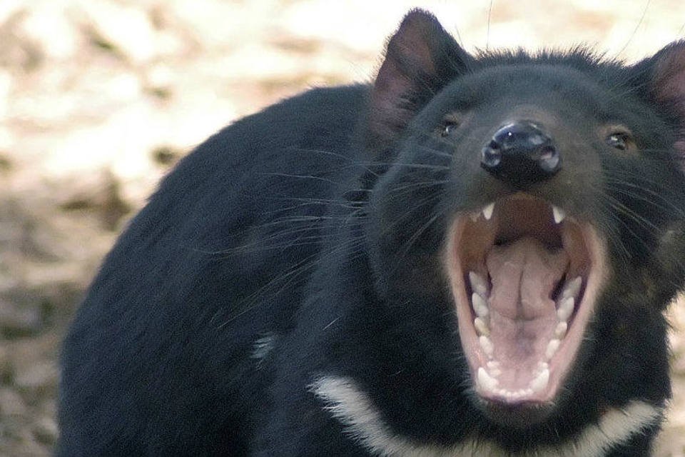 Há 30 mil anos clima dizimou diabo-da-Tasmânia