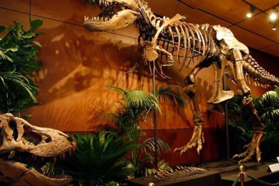 
	Dinossauros: este herb&iacute;voro, que deve ter medido entre seis e oito metros de altura e pesado entre uma e duas toneladas, foi batizado de &#39;Machairoceratops cronusi&#39;
 (Ethan Miller/Getty Images)