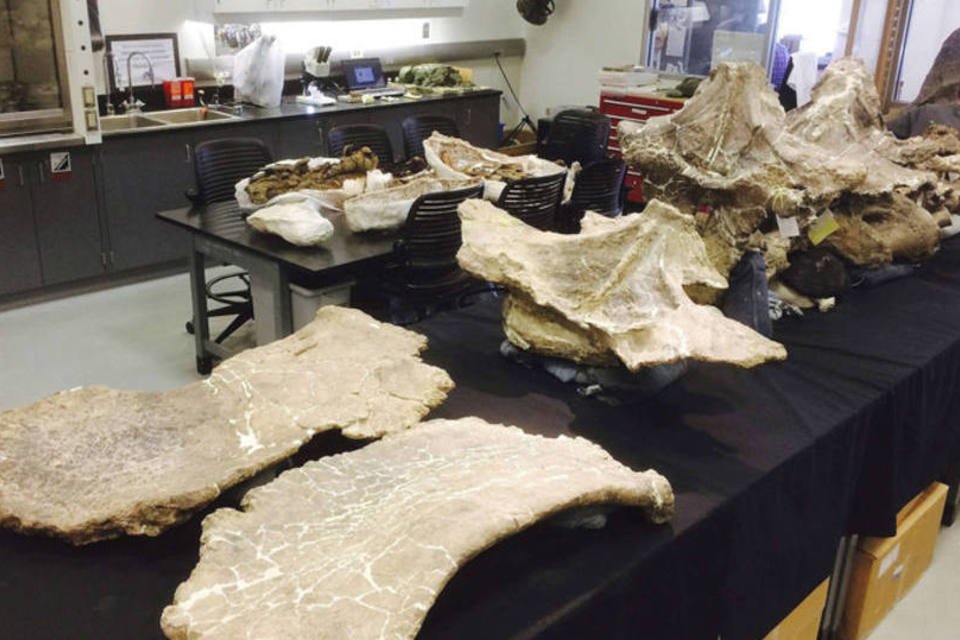 Dinossauro descoberto na Argentina surpreende cientistas