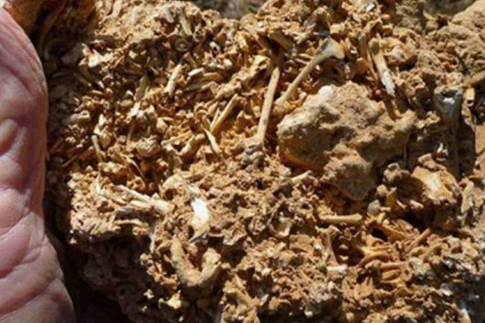 Cientistas descobrem o que pode ser o dinossauro mais velho