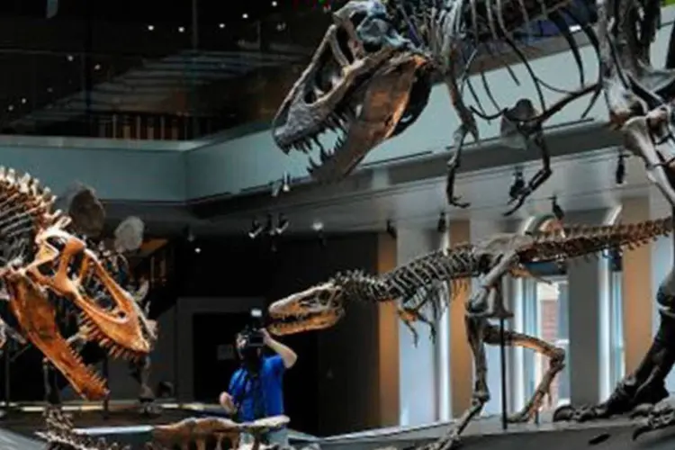 
	&Aacute;rea reservada ao Tiranossauro Reem museu: o dinossauro carn&iacute;voro media cerca de dez metros de comprimento e pesava entre quatro e cinco toneladas

	&nbsp;Jean-Louis SANTINI
 (Robyn Beck/AFP)