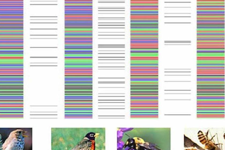 Cientistas exploram código de barras de animais e plantas