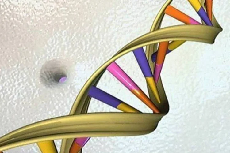 Na cromatina se encontra o DNA – a sede da informação genética (AFP)