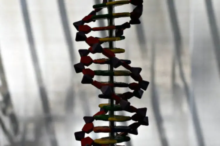 Genética: os peritos observaram que ensaios clínicos sobre a edição de genes para certos traços não hereditários já estão em andamento (Daniel Acker/Bloomberg)