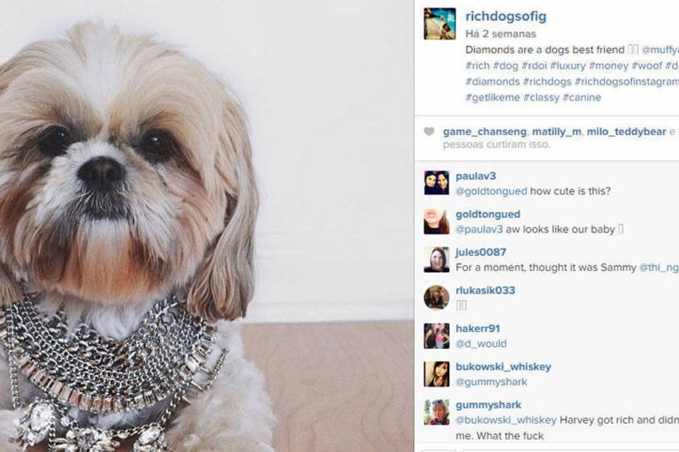 Cachorros “ostentam” luxo e riqueza no Instagram. Veja