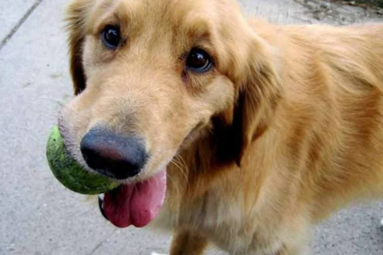 
	Cachorro: a deten&ccedil;&atilde;o do coreano&nbsp;ocorreu depois que uma vizinha do mesmo denunciasse o desaparecimento de seus dois animais de estima&ccedil;&atilde;o (Getty Images)