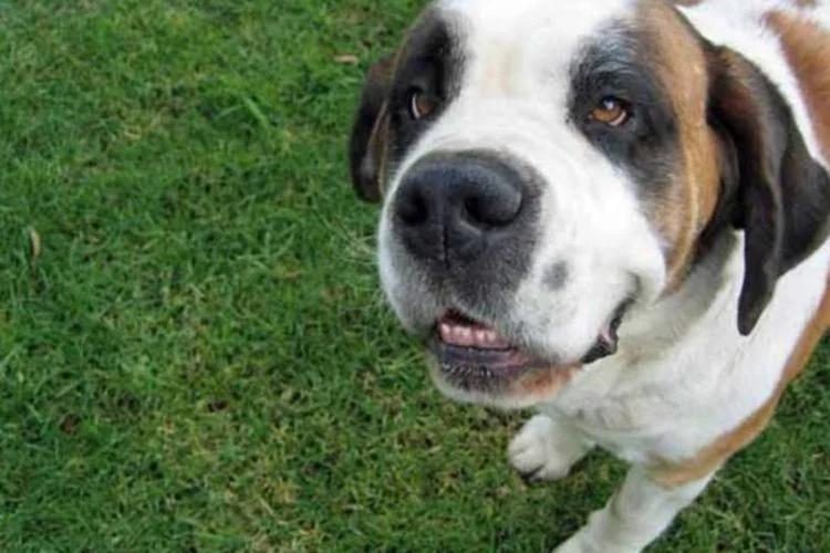 
	Cachorro: cerca de metade dos lares brasileiros tem um cachorro
 (Getty Images)