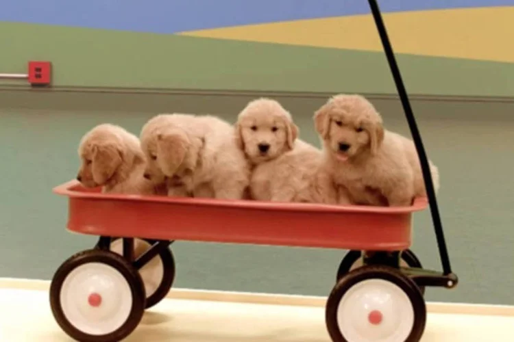 Trecho do vídeo Dog Goldberg, da Purina: O filme leva a assinatura da agência DeepFocus e cada cena foi filmada individualmente, para poder ser editada até o resultado final (Reprodução)