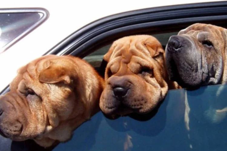 
	Segundo o estudo, os c&atilde;es partilham com os seres humanos a capacidade de agir de forma independente de seu interesse pessoal
 (emdot/Flickr)