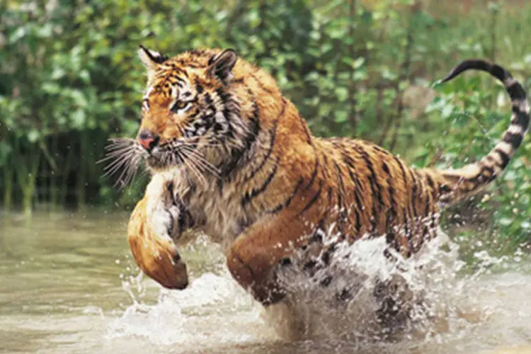 
	Tigre de bengala: &Iacute;ndia conseguiu aumentar em 30% os esp&eacute;cimes do felino
 (Getty Images)