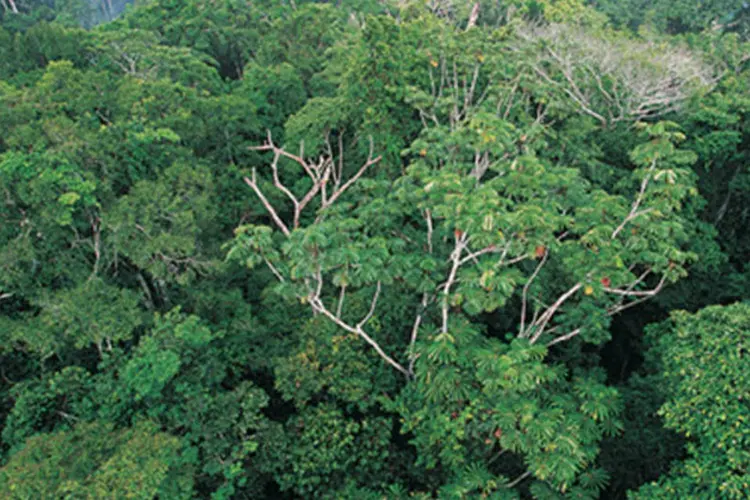 Amazonas: o projeto desenvolvido na área também tem promovido geração de renda (foto/Getty Images)