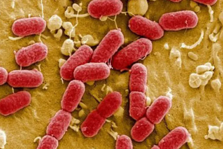 Imagem ampliada e colorida de microscópio mostra os bacilos da bactéria fatal E. coli.
 (Manfred Rohde/AFP)