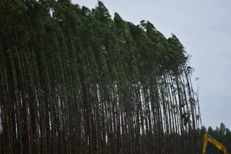 
	Planta&ccedil;&atilde;o de eucalipto: vendas dom&eacute;sticas de celulose subiram 2,2%, na mesma base de compara&ccedil;&atilde;o, enquanto as exporta&ccedil;&otilde;es subiram 14%
 (Dado Galdieri/Bloomberg)