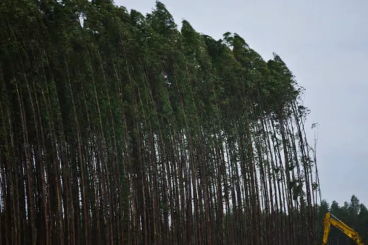 
	Planta&ccedil;&atilde;o de eucalipto: Carvalhaes destacou tamb&eacute;m a meta de atingir produ&ccedil;&atilde;o de 22 milh&otilde;es de toneladas de celulose no Brasil em 2020
 (Dado Galdieri/Bloomberg)