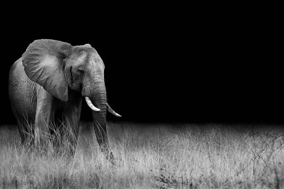 Marfim e morte — o fim dos elefantes está próximo