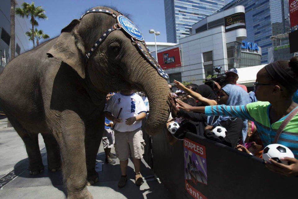 Circo Ringling Bros não fará mais espetáculos com elefantes