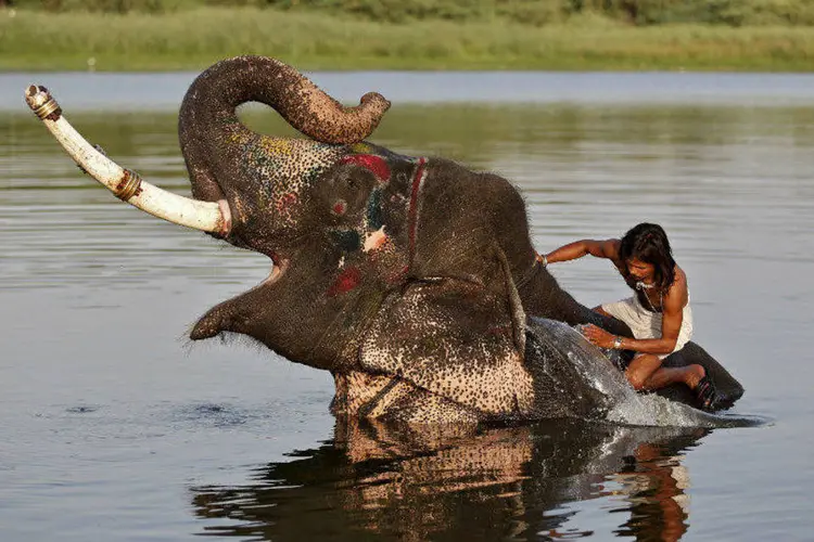 
	O elefante tamb&eacute;m toma banho no rio para se refrescar do calor na &Iacute;ndia
 (Amit Dave/Reuters)