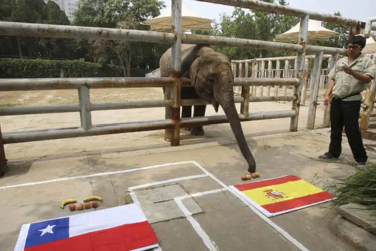 Elefante prevê vitória da Espanha sobre Chile, na Copa do Mundo (Reuters)