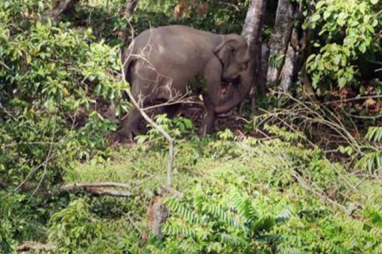 O animal está protegido por uma lei indonésia, mas é vítima da destruição acelerada de seu habitat natural
 (Chaideer Mahyuddin/AFP)