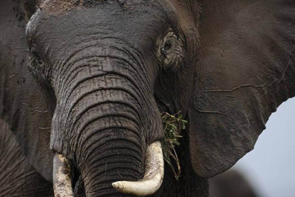 Autoridades quenianas apreendem duas toneladas de marfim